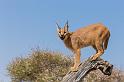 086 Zuid-Afrika, caracal